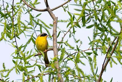 Nature_conservancy_webinars