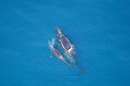 Oceanas_webinars